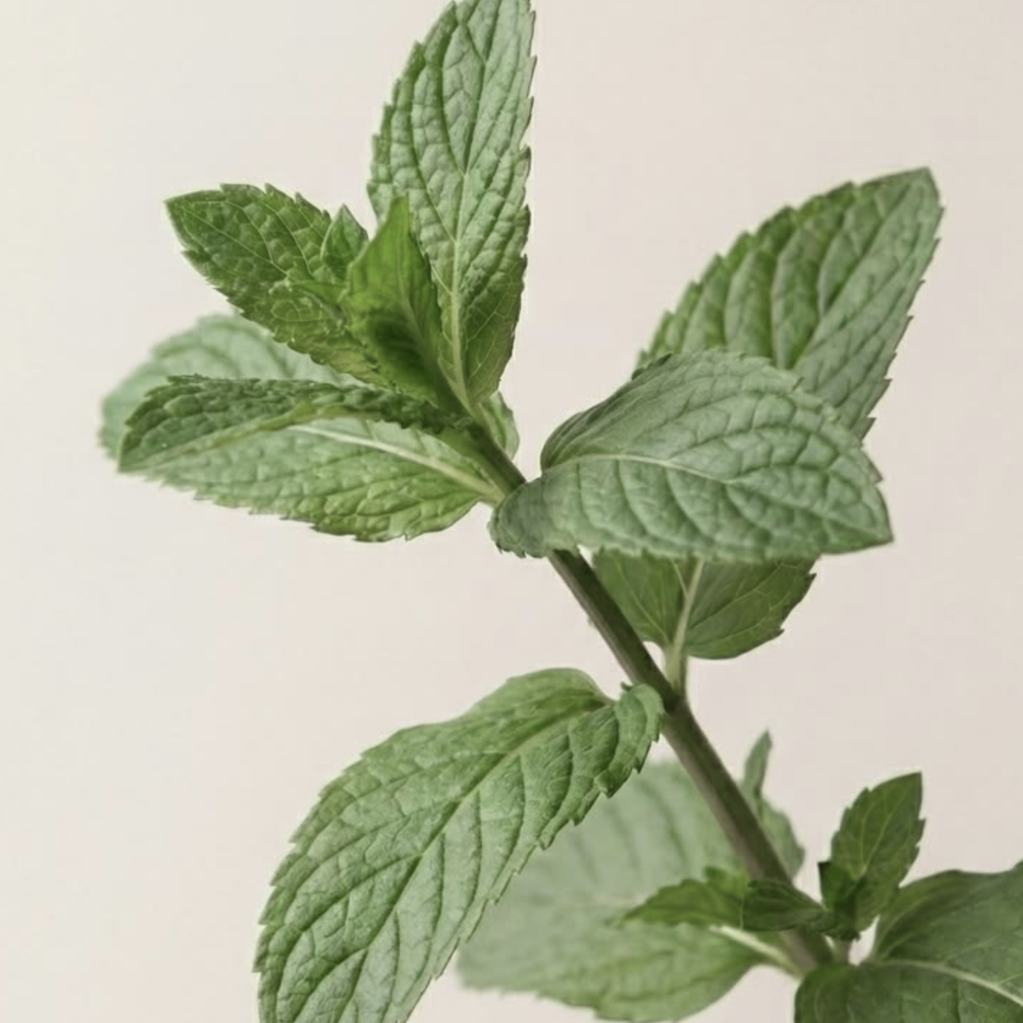 Pretty Curly Girl Peppermint Clean Shampoo
